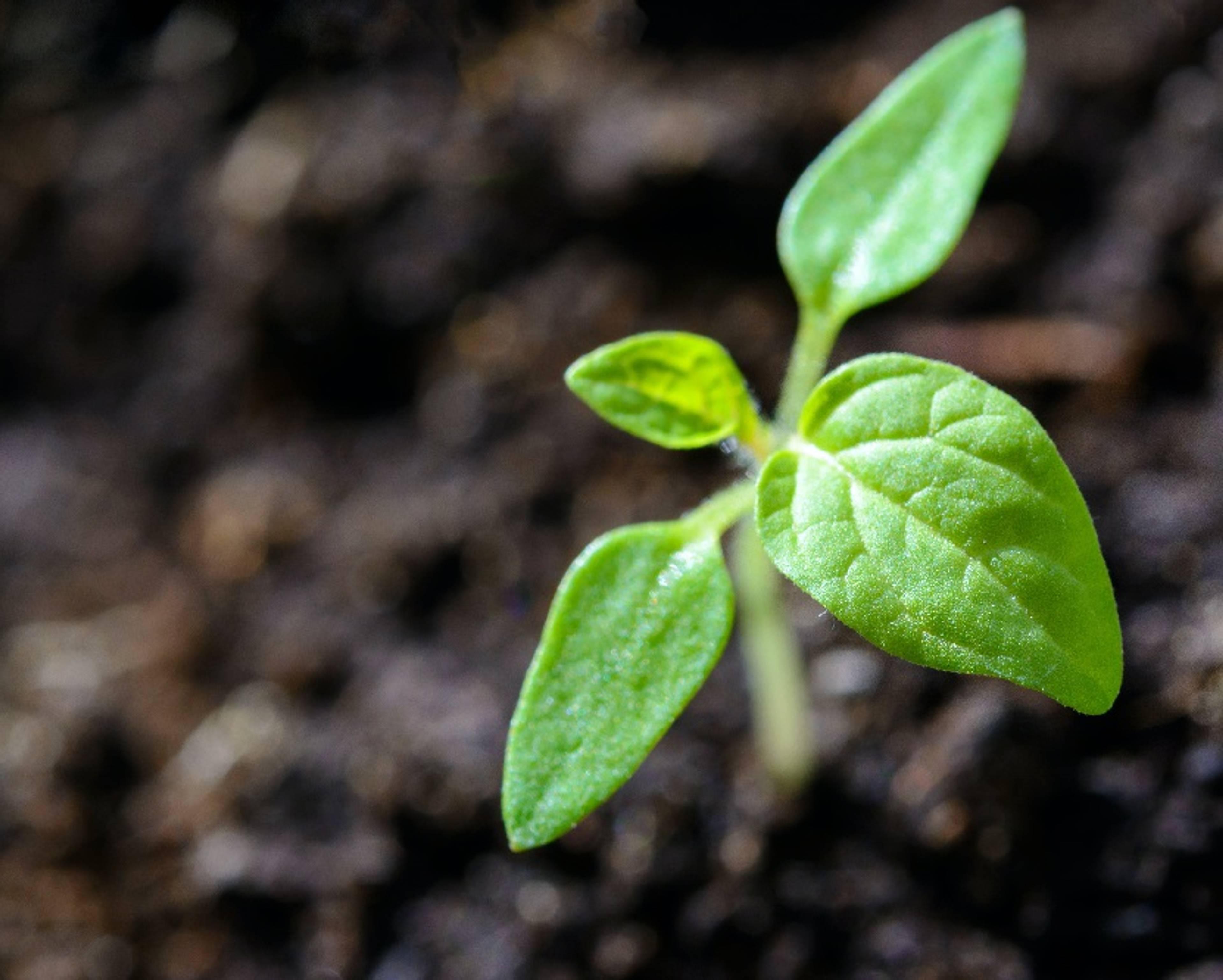 Is Organic Food Better for the Environment?