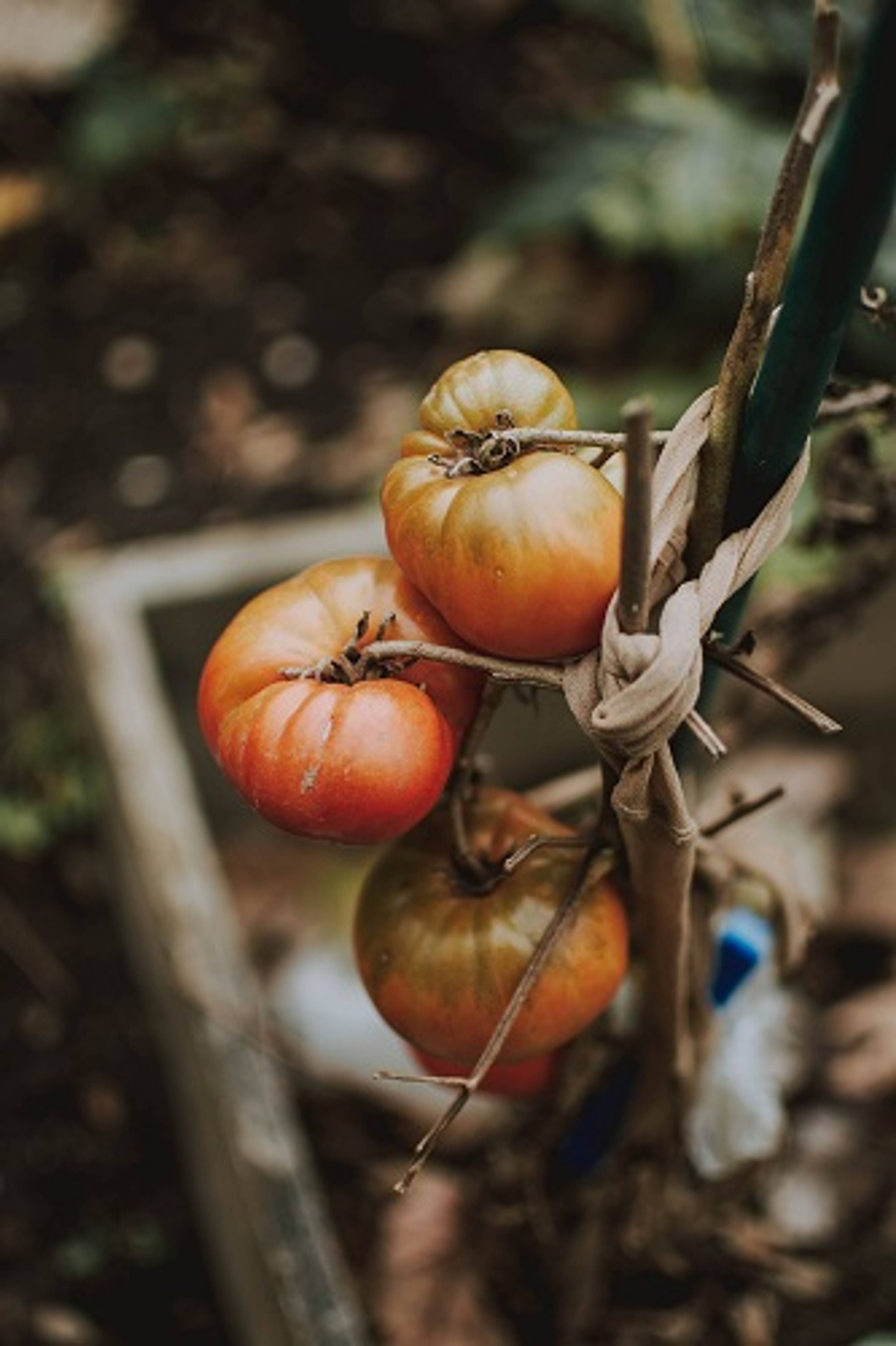 What Is Organic Food?