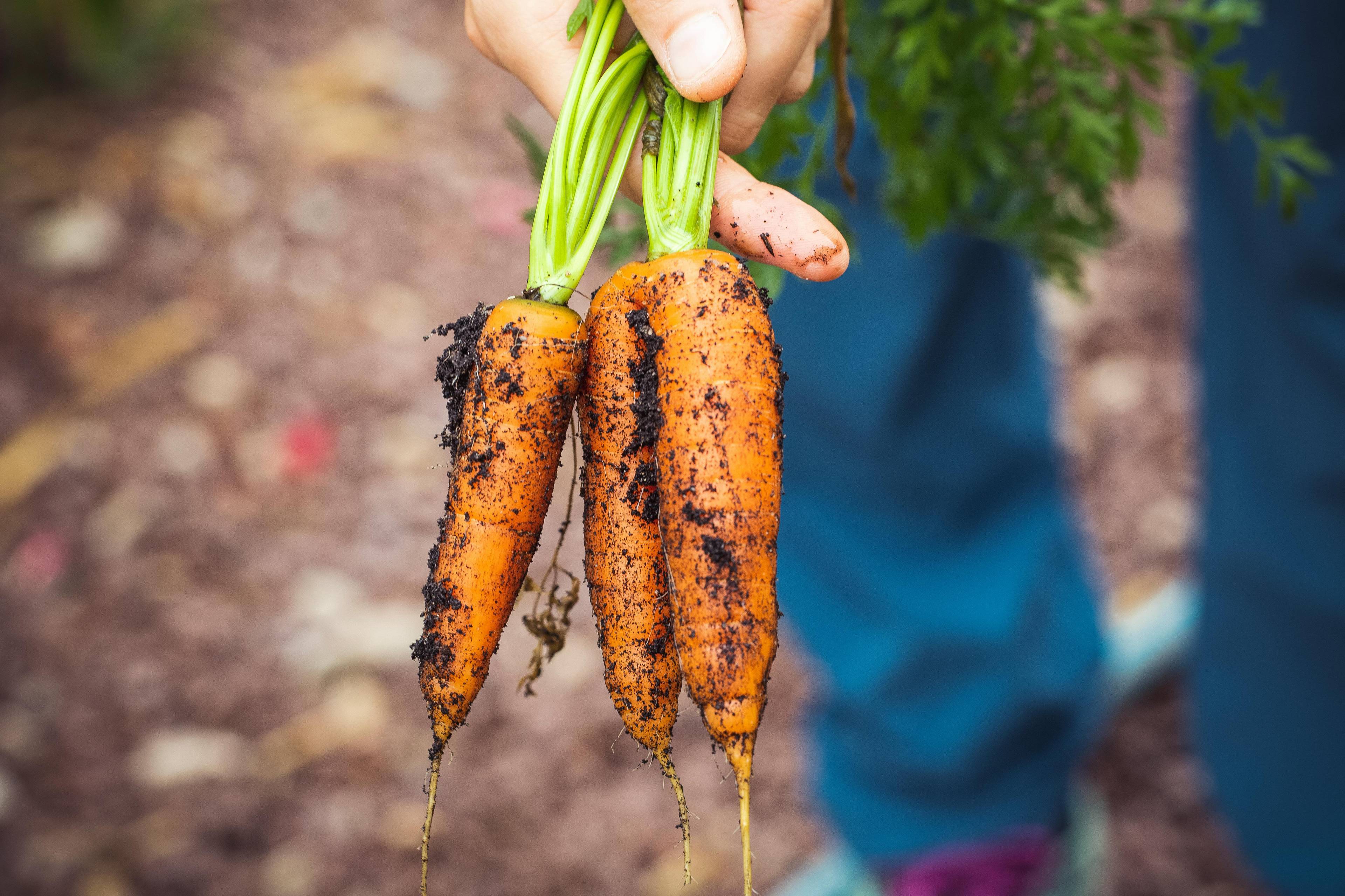 What Exactly Does "Organic" Mean?